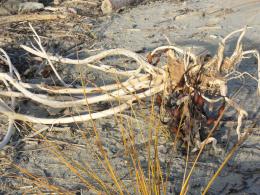 Driftwood with baggage ...